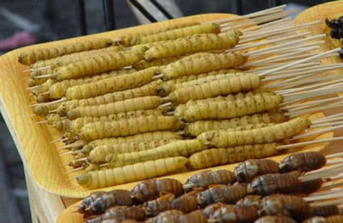 Sate Ulat Bulu: Không phải loài sâu bướm nào cũng có thể được chế biến thành món ăn, chỉ có những loài thuộc họ lyman tridae. Chúng được cho là rất giàu protein, an toàn khi ăn mỗi ngày.