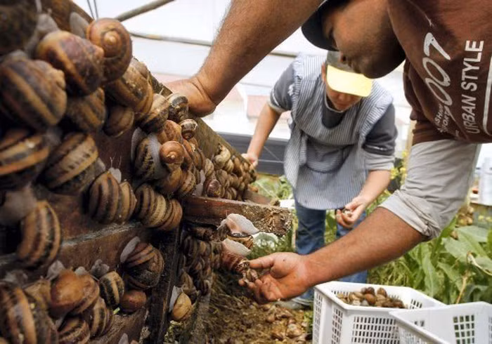 Trước khi đem chế biến thành món ăn, ốc sên được "nhồi" cho ăn những loại thảo dược đặc biệt để tẩy sạch hệ tiêu hóa của chúng, rồi sơ chế bằng cách rửa, luộc và nấu. Các công đoạn trên có thể kéo dài tới vài ngày. Sự kỳ công đó lý giải vì sao món ốc sên rất đắt đỏ và chỉ dành cho giới sành ăn. Ảnh: Internet.
