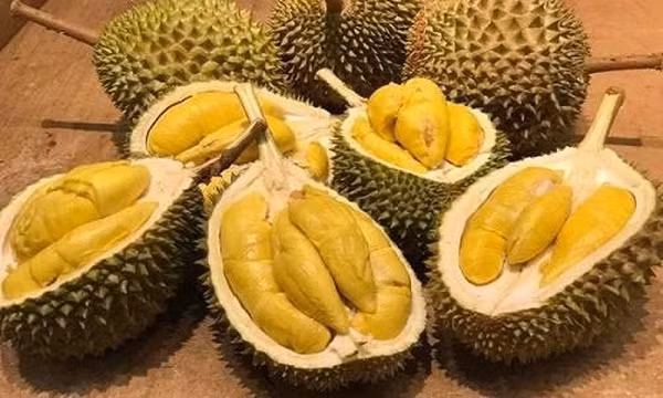 Những người này chớ dại ăn sầu riêng nếu không muốn hại sức khỏe nghiêm trọng - Hình 3 Nhung nguoi nay cho dai an sau rieng neu khong muon hai suc khoe nghiem trong-Hinh-3