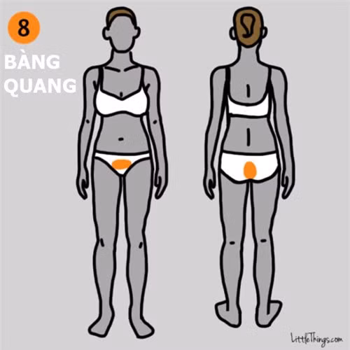9 vị trí đau trên cơ thể cảnh báo bệnh nguy hiểm đe dọa tính mạng - Hình 3 9 vi tri dau tren co the canh bao benh nguy hiem de doa tinh mang-Hinh-3
