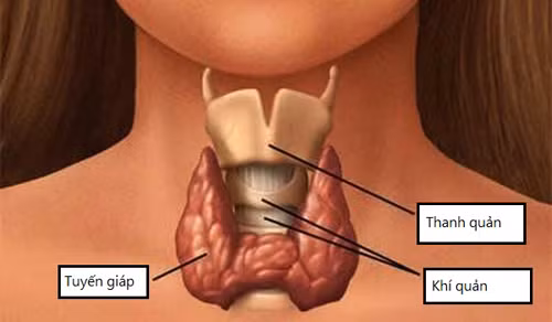 Mắc chứng suy giáp. Suy giáp là hiện tượng tuyến giáp không tiết đủ hormon dẫn đến quá trình trao đổi chất bị chậm lại, cơ thể khó có thể sản sinh mức nhiệt phù hợp để làm ấm cơ thể. Để nhận diện chính xác chứng suy giáp, ngoài dấu hiệu chân tay lạnh, người suy giáp da thường mỏng, tóc khô, mệt mỏi triền miên.