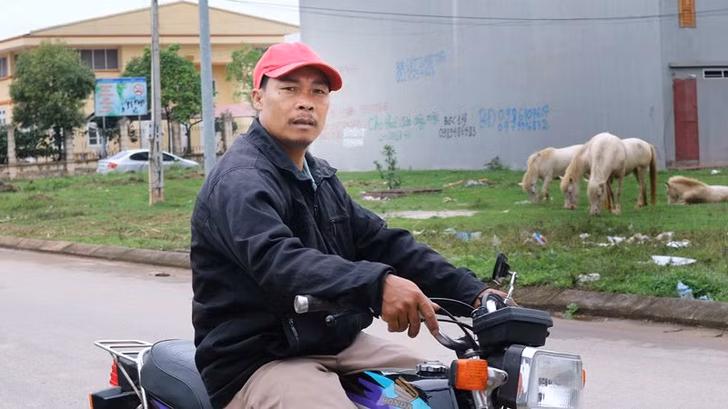 Anh Nguyễn Văn Dũng cho biết đàn ngựa bạch được thả ở khu đô thị từ sáng đến 6 giờ chiều mới sang đón về.