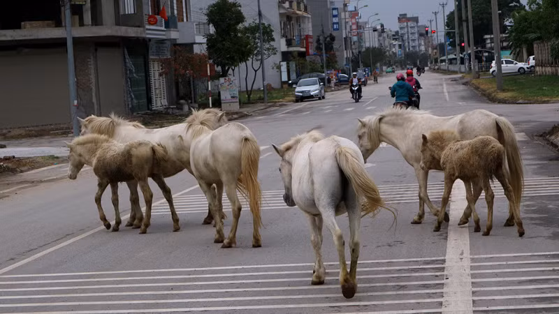 Ngựa bạch không chỉ cung cấp thực phẩm giàu dinh dưỡng mà xương ngựa bạch nấu cao bồi bổ sức khỏe hiệu quả có giá bán trên dưới 1 triệu đồng/100gr tùy loại. Ảnh: đàn ngựa bạch trên đường đến những bãi cỏ là những lô đất chưa xây dựng.