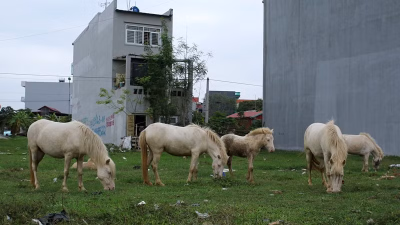 Hiện tại đàn ngựa bạch có 12 con từ vài tháng tuổi đến 7 năm tuổi.