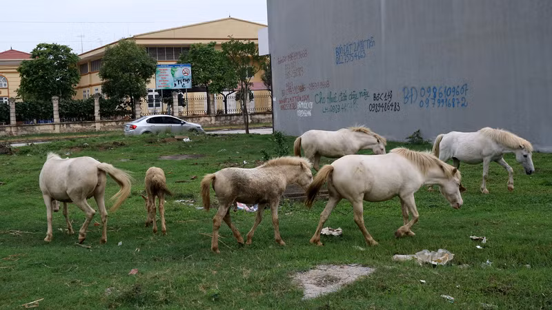 Cỏ là món ăn ưa thích của ngựa bạch, gia đình anh Dũng vẫn hàng ngày phân công người đi khắp nơi trong vùng cắt cỏ để cho ngựa bạch ăn thêm cùng thân cây chuối, ngô xay, bã bia, rượu... tại chuồng vào mỗi buổi tối.