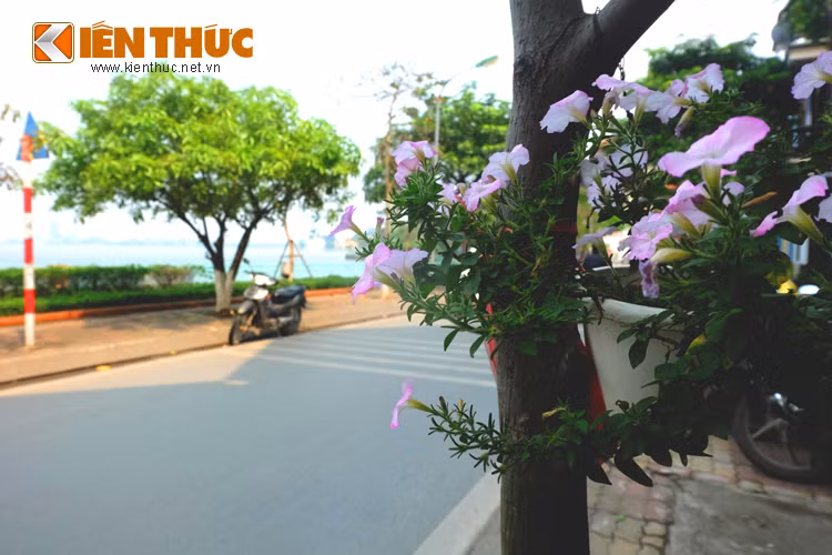 Bất cứ một khoảng không nào cũng có thể trồng hoa, làm đẹp không gian sống.
