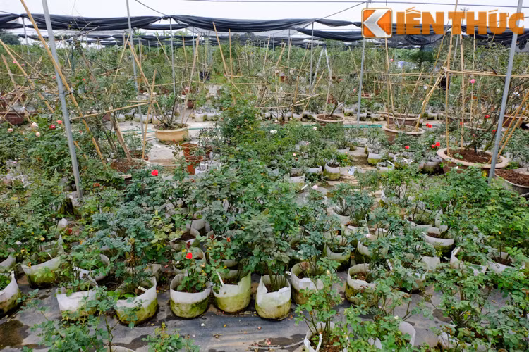 Khu vườn rộng cả nghìn m2 này trị giá bạc tỷ bởi không chỉ có các loại hồng quen thuộc mà còn trồng những loại hồng quý như hồng cổ Sapa, bạch vân khôi, hồng đào cổ.