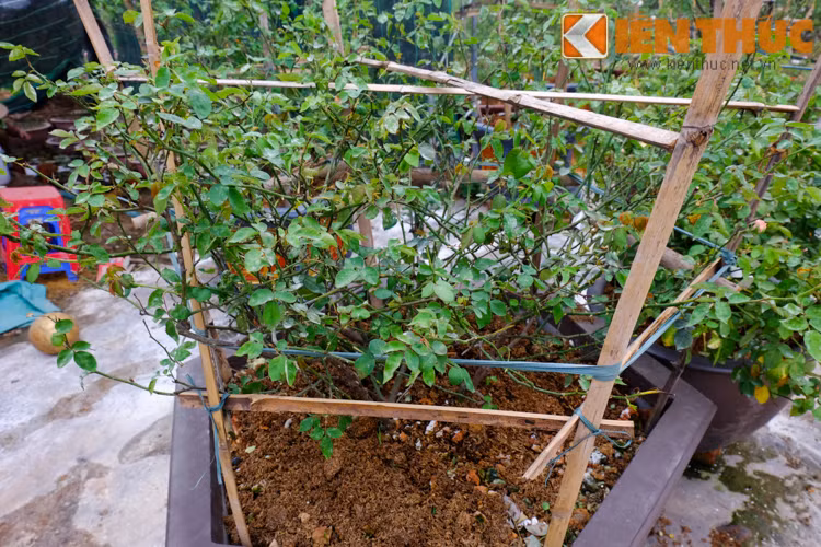 Những cây hoa có giá cao ngất này đều là những gốc hồng đẹp, trồng lâu năm và rất hiếm tìm thấy.