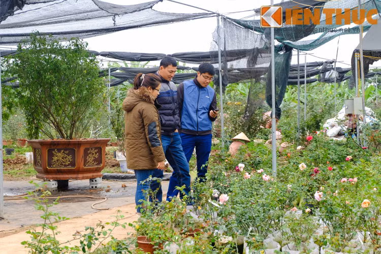 Nhiều khách đến đặt mua cây tại vườn. Ngoài ra, vườn hồng này cũng bán cho các khách xa ở tỉnh. Tại vườn, nhiều cây hồng đều đã được đánh dấu theo tên người mua.