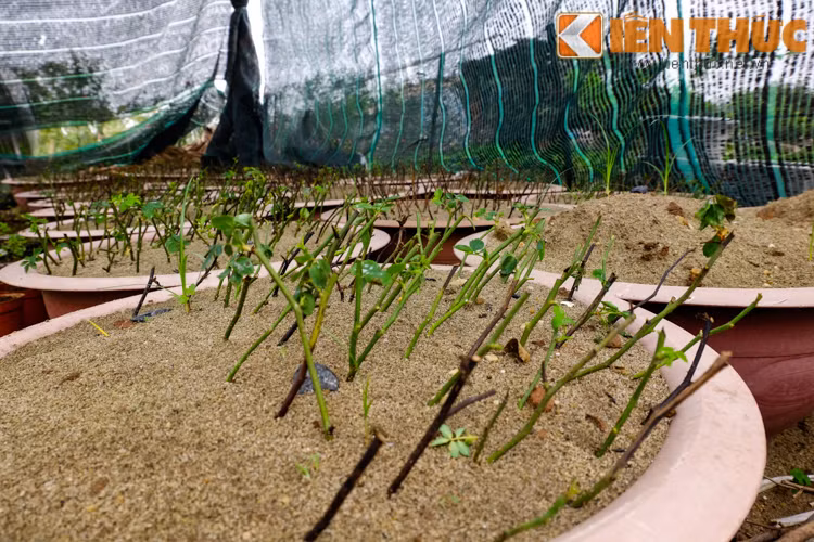 Những mầm cây đang lên mơn mởn.