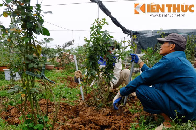Theo các nhân viên chăm sóc hoa tại đây, hoa hồng khi lên chậu được trồng bằng trấu ủ hoại mục. Hoa hồng là loại rất dễ bị sâu bọ nên việc chăm sóc phải luôn sát xao.