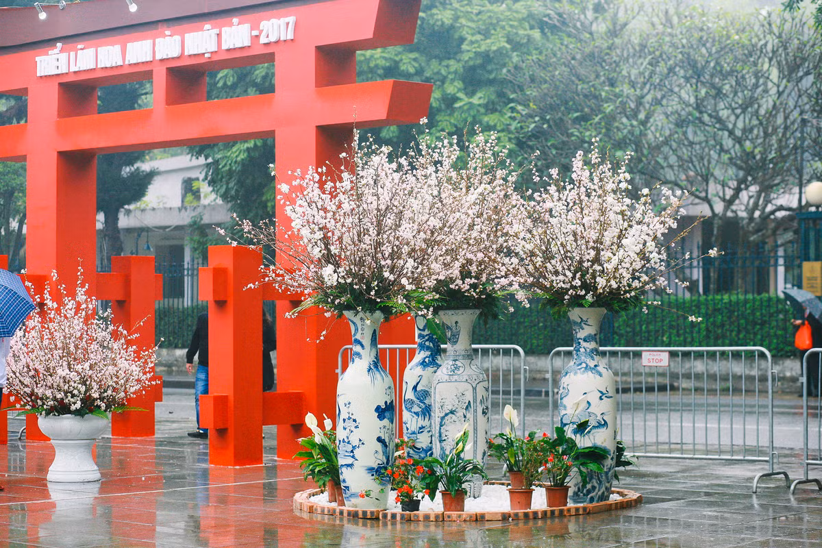 Nguoi dan doi mua di xem Le hoi hoa anh dao Nhat Ban