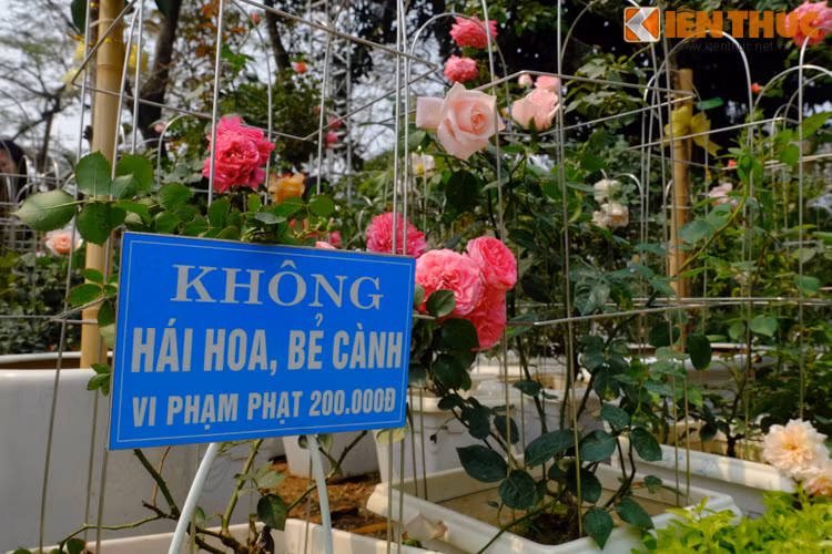 Mặc dù ban tổ chức đã có biển cấm hái hoa, bẻ cành, không chạm vào các loại hoa trưng bày...