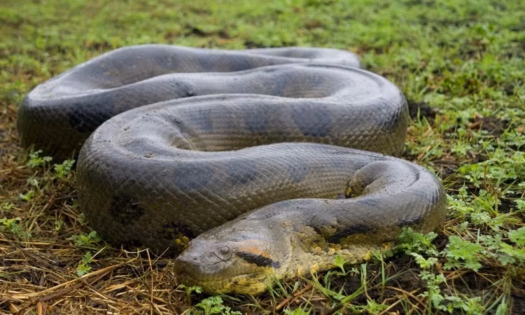 Các nghiên cứu cho rằng từ "anaconda" bắt nguồn từ phương ngữ bản địa. Nhiều lý thuyết cho thấy nó bắt nguồn từ chữ "henakanday" trong thổ ngữ Sinhal của Sri Lanka có nghĩa "rắn thần sấm". Giả thuyết khác cho rằng nó bắt nguồn từ chữ "anaikondran" trong ngôn ngữ Tamil có nghĩa "Sát Tượng"(Giết cả voi).