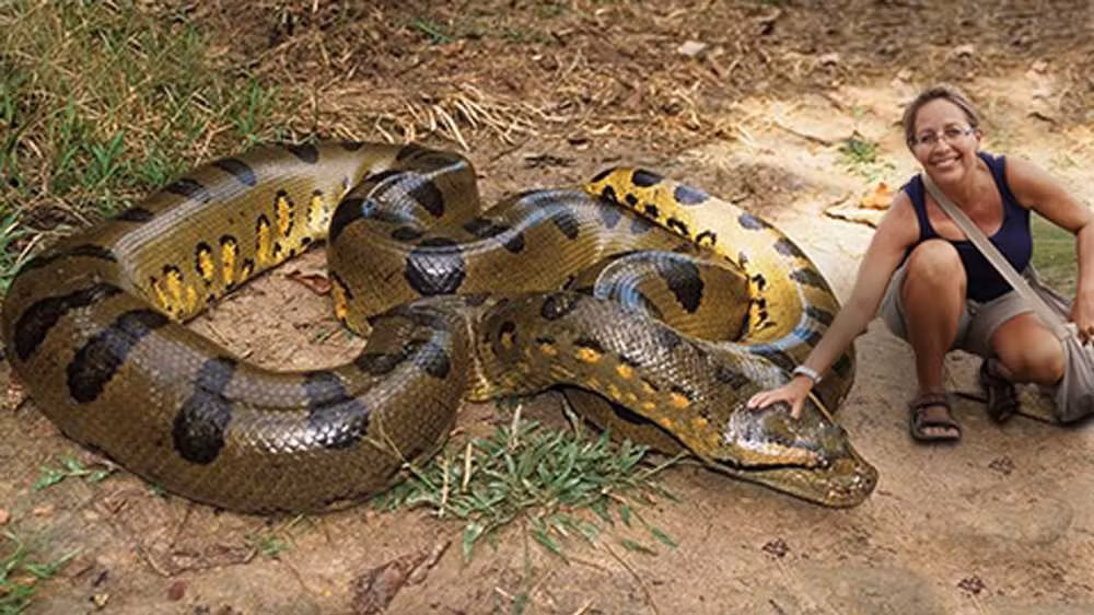 Trăn Anaconda là loài trăn lớn nhất còn tồn tại, những cá thể lớn nhất được ghi nhận chính thức có thể dài lên đến gần 10m và hơn 350kg. Mặc dù vậy nhiều người cho rằng họ đã từng nhìn thấy những con trăn dài đến hơn 20m, nhưng hầu hết trong số đó đều không có căn cứ xác nhận. Ảnh: The Wild world