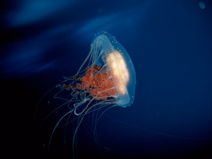 6. Turritopsis dohrnii là một loài sứa đặc biệt có khả năng bất tử. Sứa bất tử (Turritopsis dohrnii) có khả năng đảo ngược vòng đời của mình. Loài sứa này có thể quay ngược vòng đời từ khi trưởng thành trở lại thời kỳ sinh vật đơn bào và tiếp tục phát triển. Cơ chế này được thực hiện thông qua quá trình chuyển biệt hóa khi các tế bào trong cơ thể con sứa tự biến đổi trở thành tế bào mới. Loài sinh vật này có thể tại tạo lại các mô cơ thể, sử dụng tế bào gốc để không bao giờ chết.