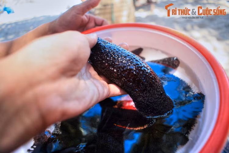  4. Thưởng thức hải sản tươi ngon. Là nơi mà phần lớn cư dân sống bằng nghề chài lưới, Cù Lao Chàm là nơi thực khách có thể tìm được rất nhiều loại hải sản tươi ngon, kể cả những loại khó tìm được ở các chợ cá trong đất liền như hải sâm.