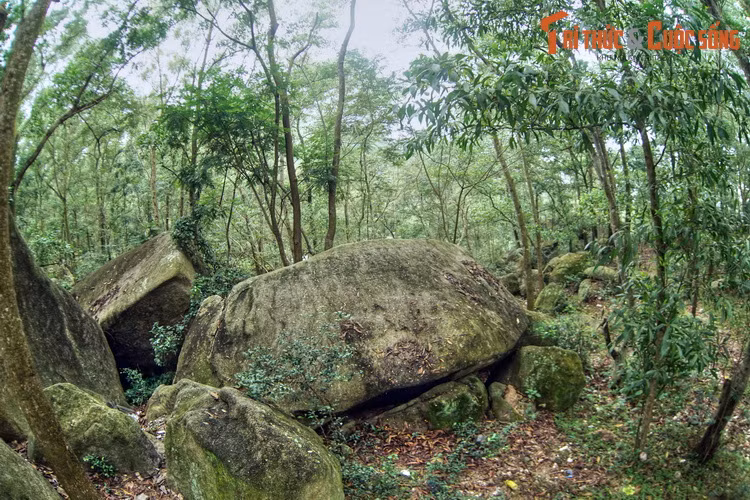 Cho đến đầu thập niên 1980, núi Trường Lệ chỉ có đất trống, cây cối rất ít. Sau đó, người dân bắt đầu trồng rừng để phủ xanh núi và đến năm 2021, diện tích rừng đặc dụng tại đây đạt 112,47 ha.