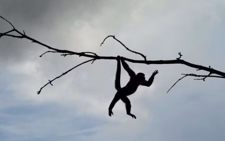 Khỉ sóc truyền cành trong một khu bảo tồn động vật hoang dã ở Nueva Loja, Ecuador.