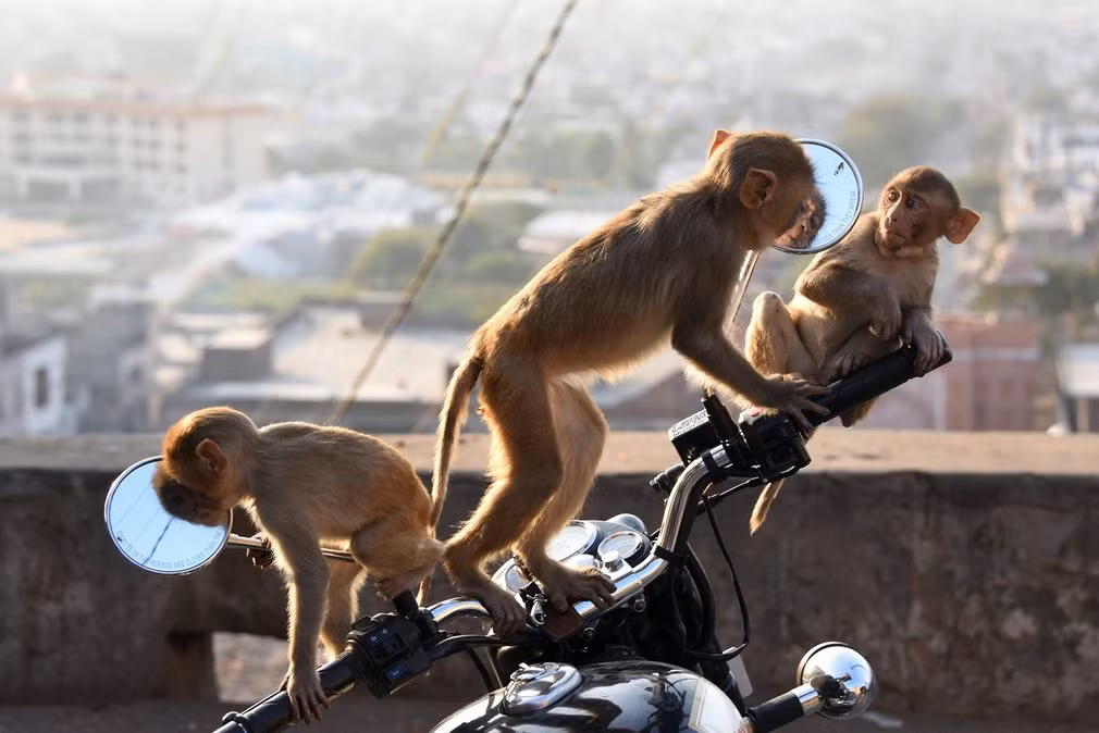 Đàn khỉ chơi trên xe mô tô cạnh một ngôi đền ở thành phố Jaipur, Ấn Độ.