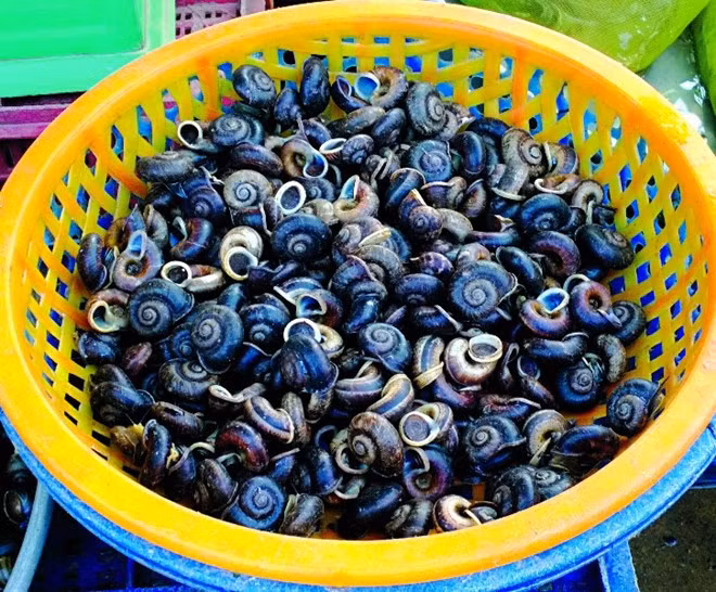 Đối với người dân địa phương, ốc núi Bà Đen là con vật linh thiêng gắn liền với giai thoại núi Bà Đen.