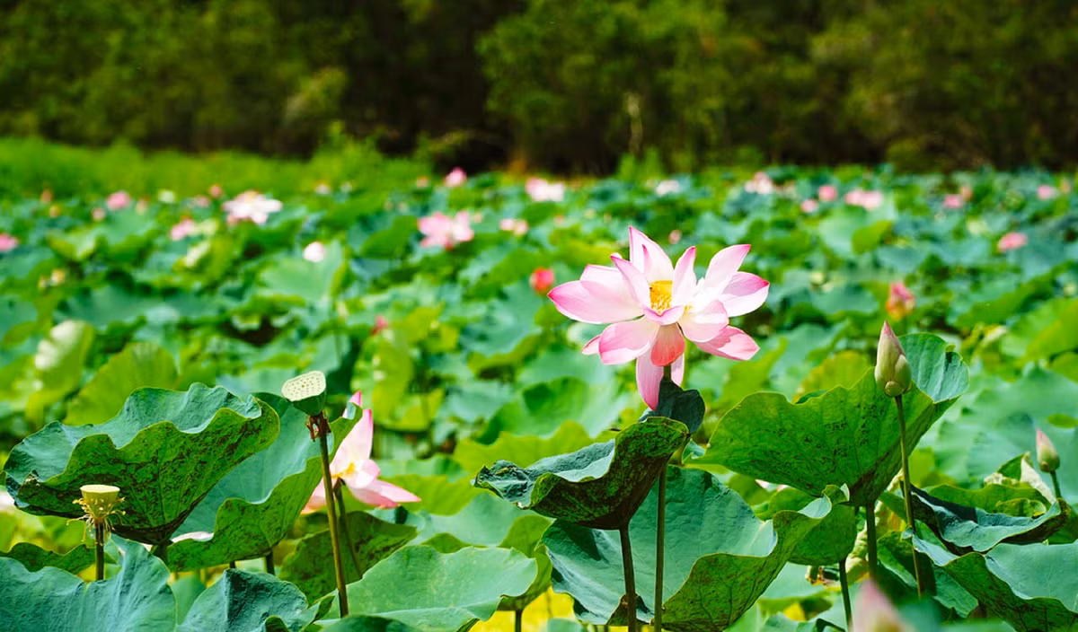 Vườn quốc gia Tràm Chim được chia làm 5 tiểu khu. Trong đó, A1 và A5 được cho hoạt động du lịch.