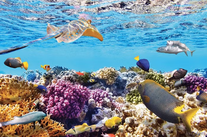 Rất nhiều tour cho khách du lịch tham quan vịnh, lặn biển ngắm san hô.