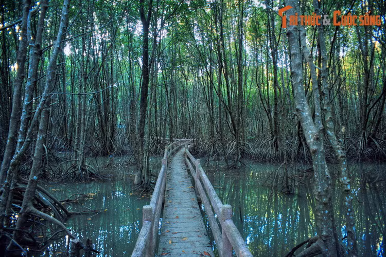 Nơi đây sở hữu một hệ sinh thái rất độc đáo và đa dạng, với thảm thực vật phong phú bao gồm nhiều loại cây: đước, mắm, vẹt, bần, dá, su, cóc, dà, chà là, nhiều loại dương xỉ và dây leo…