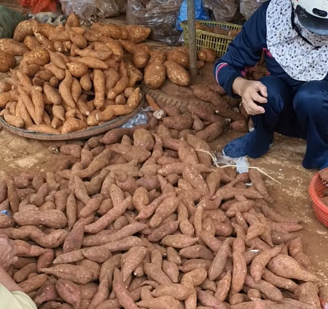 Khoai lang với đủ chủng loại được bày bán ngoài chợ.