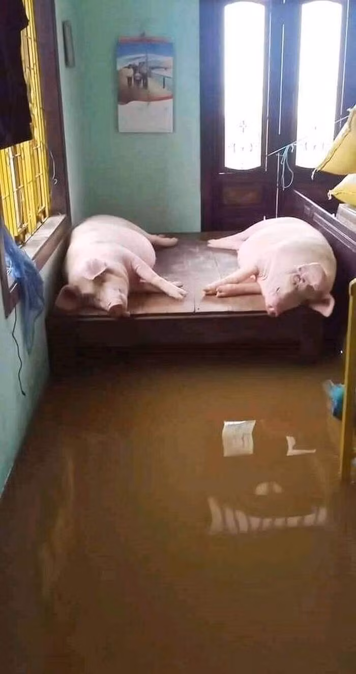 Không chỉ chó mèo mà còn có gà, vịt, bò, heo... những con vật đã gắn bó với người dân trong công việc đồng áng, chăn nuôi cũng phải "chạy lũ".