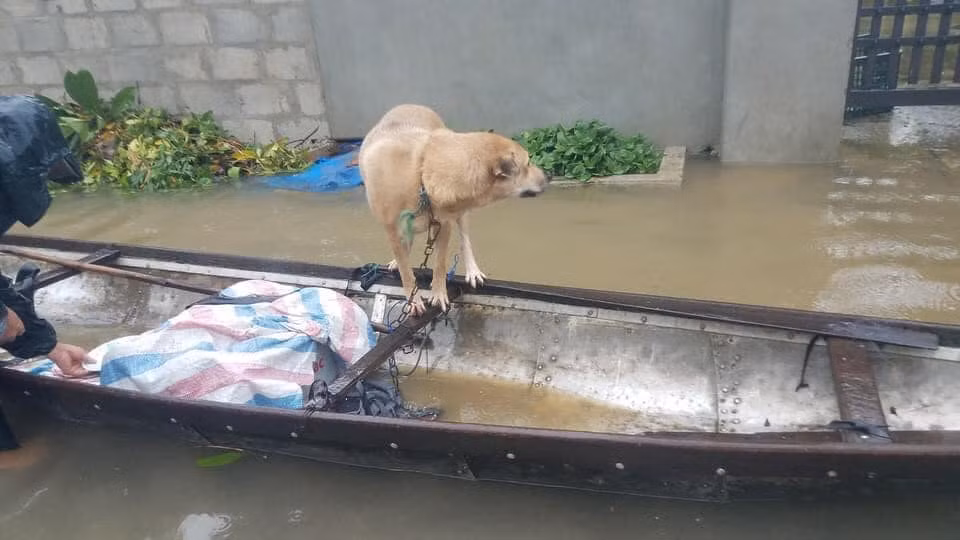 Cũng có nhà đóng cũi cho vật nuôi trú, tìm mọi cách cho chúng được khô ráo và an toàn.