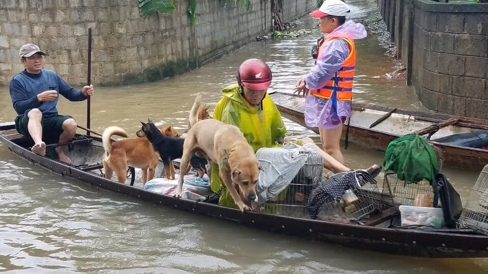 Dưới áp lực của thiên tai, người miền Trung nghĩa tình hầu như không hề bỏ rơi bất cứ vật nuôi nào.