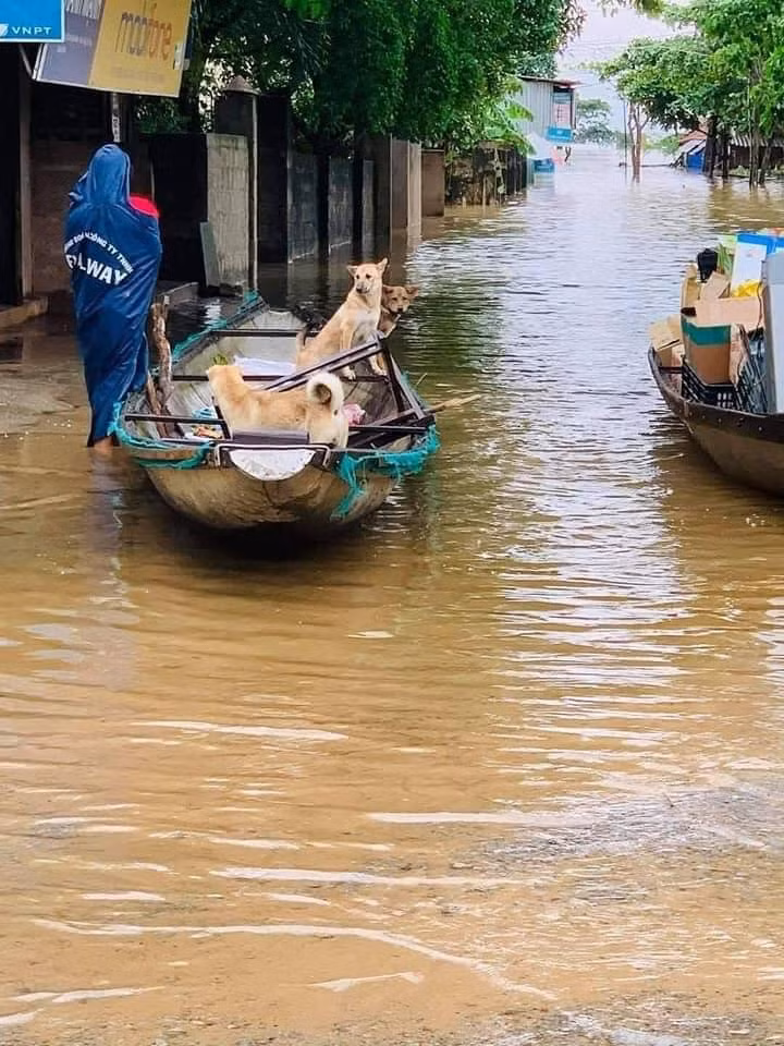 Có lẽ, biết được chủ nhân đang gặp khó khăn nên những con vật này đã hợp tác trong công tác cứu trợ.