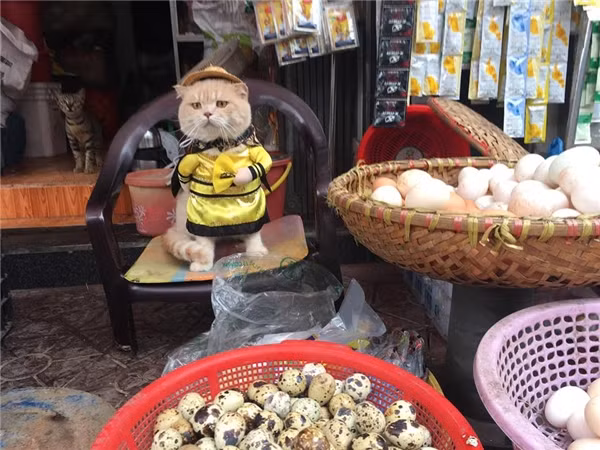 Được biết, những trang phục mà Quốc Phong diện cho con vật cưng của mình mỗi khi ra đường đều được cậu đặt mua bên Trung Quốc.
