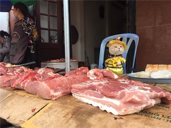 Xung quanh những bức ảnh Chó ngồi bán hàng như thật ở ngoài chợ, cậu chủ trẻ cho biết: "Nhà mình ở ngay chợ Hòa Bình (Hải Phòng) nên thường hay mang Chó đi theo và chụp ảnh. Chó đi ra chợ, lại còn mặc trang phục đáng yêu nên ai cũng thích".