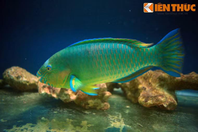 Cá mỏ két có chiếc mỏ cứng rất giống mỏ chim két, giúp chúng dễ dàng phá phần vỏ của các loài giáp xác biển. Đây cũng là một loài cá có màu sắc ấn tượng của rạn san hô.