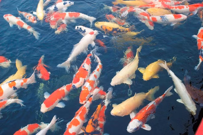  Cá Koi không chỉ có màu sắc đẹp mắt mà loài cá này còn rất dễ nuôi. Ban đầu, loài cá này chỉ được nuôi để lấy thịt, dần dần nó được nuôi phổ biến rộng rãi và trở thành quốc ngư của Nhật Bản. (Nguồn Canhquannhatban)