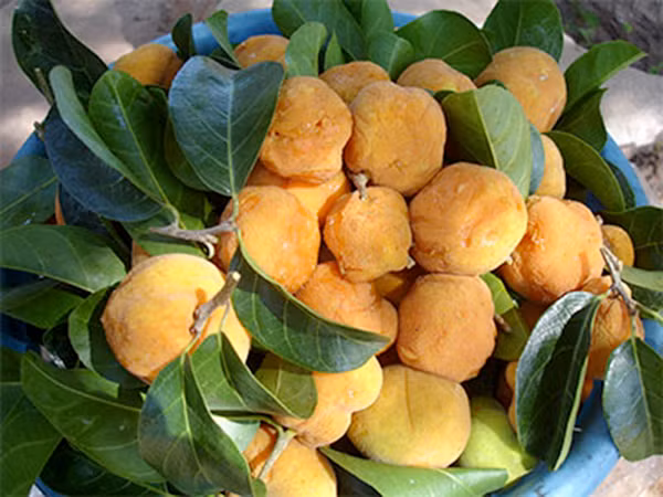 Quả chay chứa các loại axit amin, vitamin, chất khoáng,các loại axit citric, axit ambrein, axit kinin, men béo, abumoza...rất cần thiết cho cơ thể. (Nguồn Thitruongthuoc)