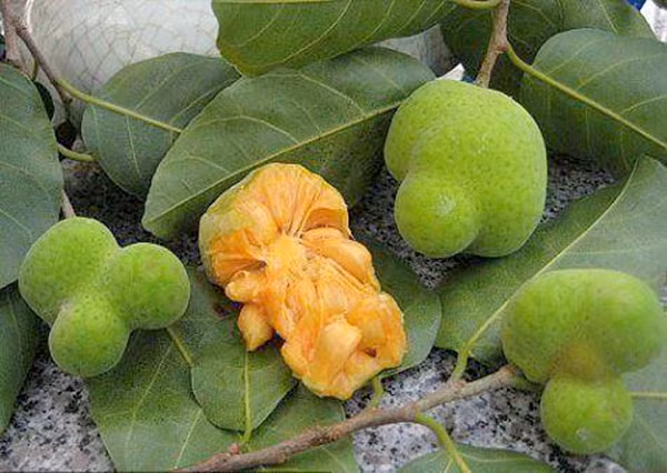 Quả chay không chỉ dùng để nấu ăn mà người ta còn dùng nó để chữa nóng phổi, ho ra máu, chảy máu mũi, đau họng hoặc dùng cho trẻ kém ăn. (Nguồn Nhuocco)