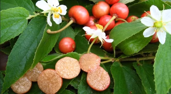 Cụ thể, trong quả trứng cá chứa chất đạm, chất béo, chất xơ, canxi, sắt,...Bên cạnh đó, quả trứng cá chứa nhiều hợp chất kháng khuẩn mạnh nên có tác dụng kháng khuẩn, ngăn chặn cơn đau liên quan với bệnh gout và làm giảm lượng đường huyết. (Nguồn Ngoisao)