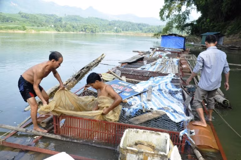 Trước đây, cá bỗng chỉ dành để tiến vua. (Nguồn Blogspot)