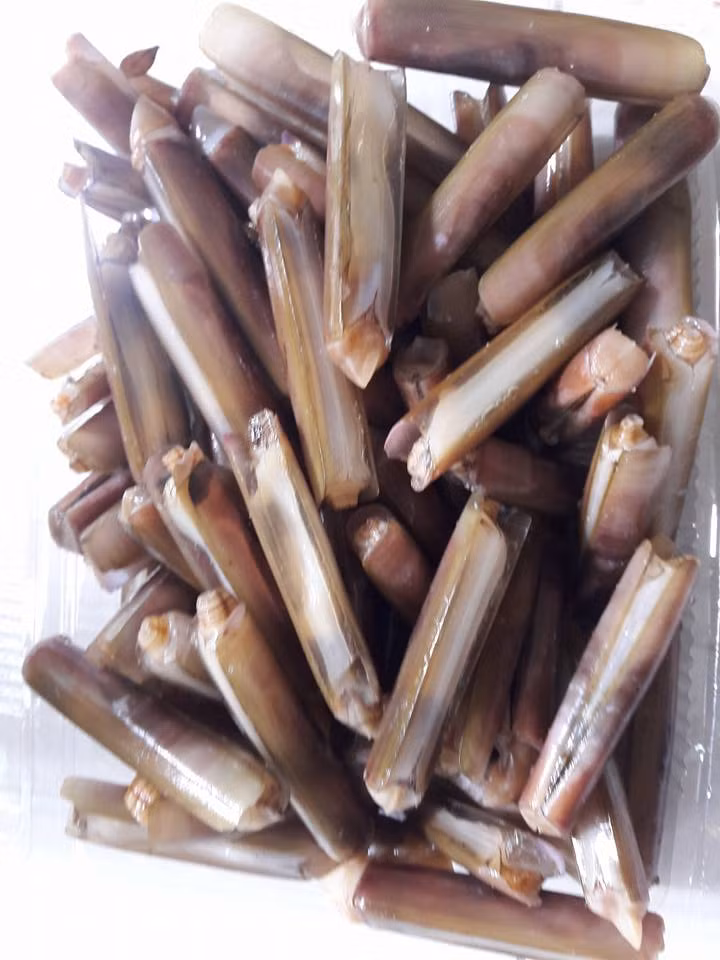  Ốc móng tay là loại ốc có hình dáng rất độc đáo chỉ có vùng biển Vân Đồn, Quan Lạn, Cô Tô của tỉnh Quảng Ninh và vùng biển Đồng Châu (Thái Bình). (Nguồn Vatgia)