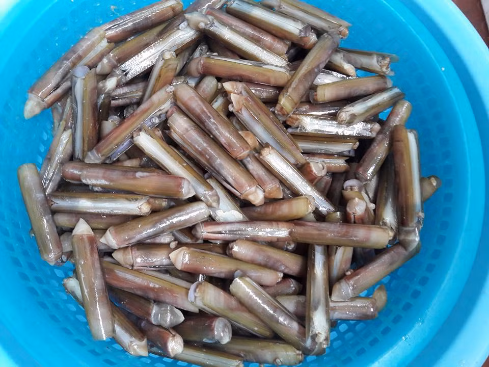 Ốc móng tay là thực phẩm bổ dưỡng vì chứa nhiều dưỡng chất như vitamin A, sắt, canxi, kẽm...(Nguồn Vatgia)