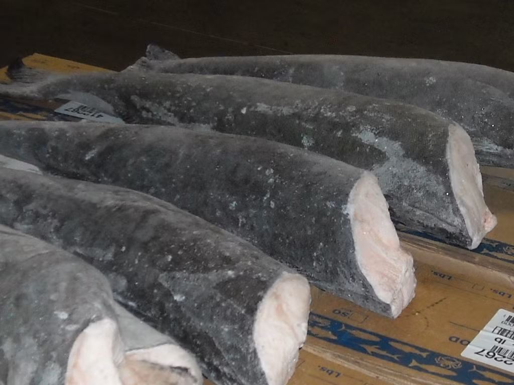 Thức ăn của cá tuyết bao gồm các động vật thân mềm, giun, sao biển, cua, mực ống và cá nhỏ. Ít ai biết được cá tuyết được xem là biểu tượng cho sự hãnh diện, niềm tự hào và lòng tôn trọng các giá trị gia đình. (Ảnh Catuyetcanada)