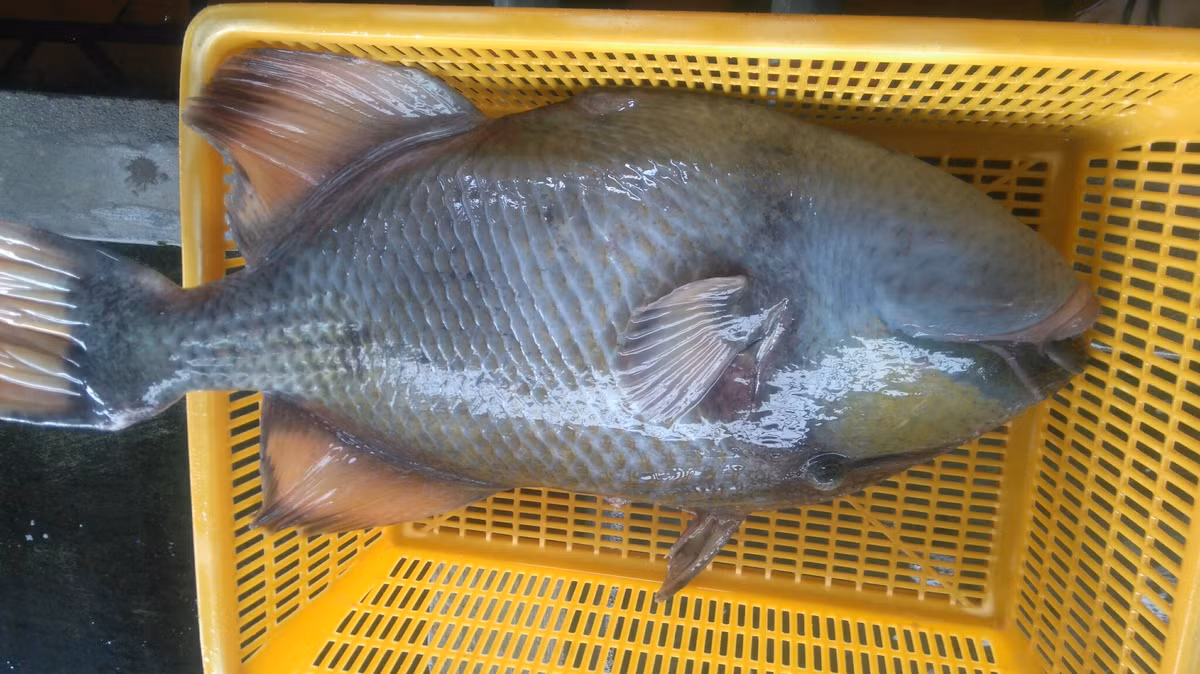 Cá bò giáp nướng, cá bò giáp om, cá bò giáp cuộn rau xanh,...là những món ăn ngon được chế biến từ loài cá xấu xí này. (Ảnh Tuanlocseafood)