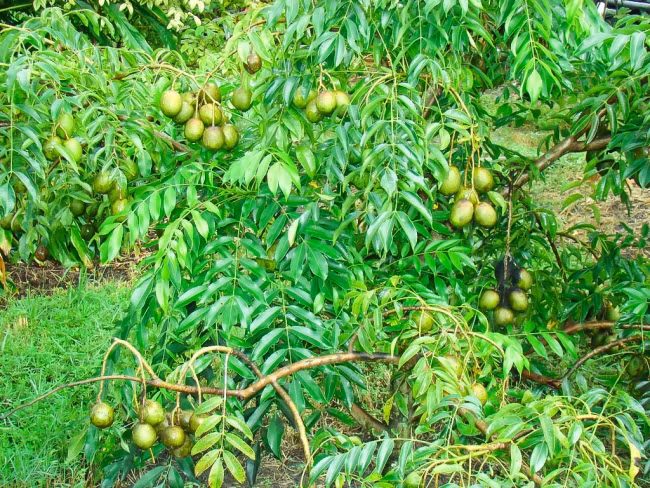 Mặc dù vậy, những người bị đau dạ dày, tá tràng, viêm loét dạ dày và các bệnh liên quan đến hệ tiêu hóa cần lưu tâm khi ăn cóc vì trong quả cóc có chứa axit có thể gây nên tình trạng thừa axít trong dạ dày khi ăn quá nhiều. (Nguồn Goodprice)