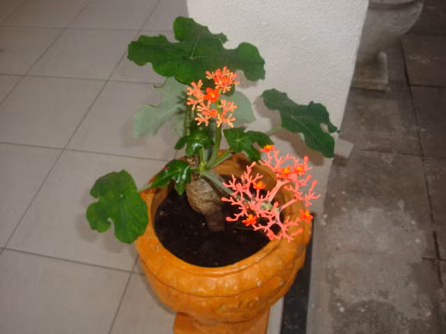 Cây ngô đồng có nguồn gốc từ Trung và Nam Mỹ. Ở Việt Nam, loài cây này cũng rất phổ biến, được trồng khắp nơi từ đồng bằng đến miền núi. (Nguồn Giahuygarden)