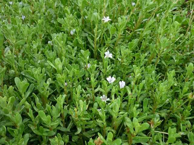  Cây rau đắng là loài cây thân thảo mọc bò trên mặt đất, có thân nhỏ nhiều đốt, lá nhỏ mọc so le, hoa nhỏ màu tím. Rau đắng có hai loại là rau đắng đất và rau đắng biển. (Nguồn Flickr) 