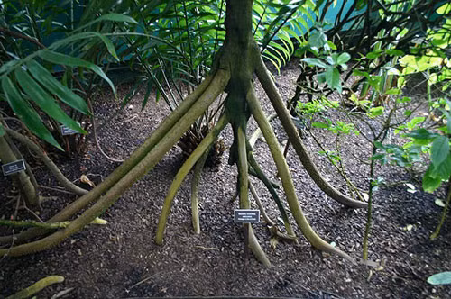 Tuy nhiên, một nhà sinh vật học tại Costa Rica đã bác bỏ khả năng di chuyển của cây đi bộ. Ông đã nghiên cứu và chỉ ra rằng thân cây vẫn vững chắc tại vị trí ban đầu dù một vài rễ già có thể rụng đi. (Nguồn Danviet)