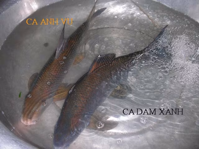 Hàng năm, đến mùa sinh sản, cá dầm xanh thường chui vào các hang động để đẻ trứng. (Ảnh Hatthocvang)